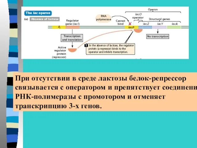 При отсутствии в среде лактозы белок-репрессор связывается с оператором и препятствует