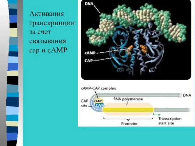 Активация транскрипции за счет связывания сap и сAMP