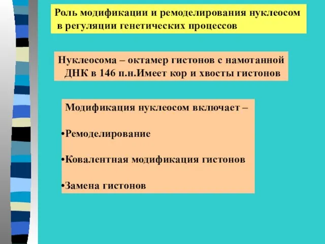 Роль модификации и ремоделирования нуклеосом в регуляции генетических процессов Нуклеосома –