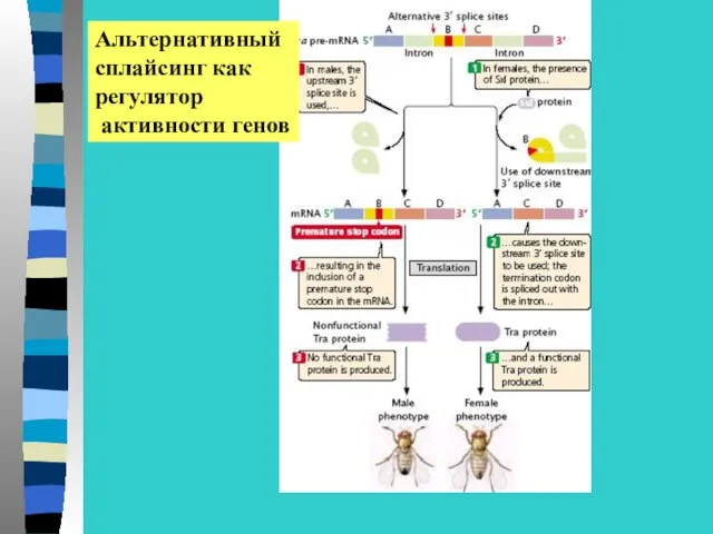 Альтернативный сплайсинг как регулятор активности генов