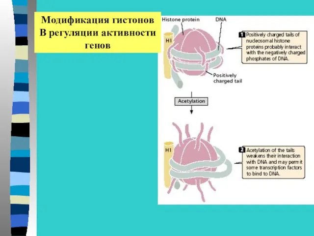 Модификация гистонов В регуляции активности генов