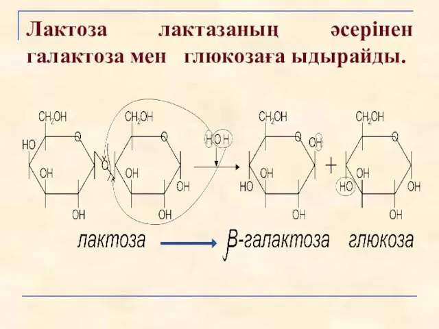 Лактоза лактазаның әсерінен галактоза мен глюкозаға ыдырайды.