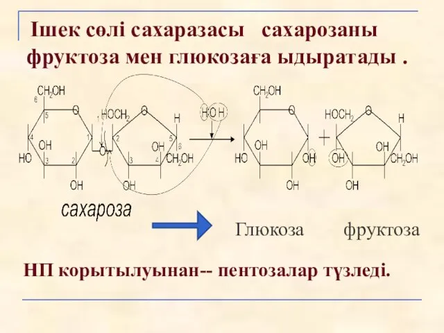 Ішек сөлі сахаразасы сахарозаны фруктоза мен глюкозаға ыдыратады . Глюкоза фруктоза НП корытылуынан-- пентозалар түзледі.