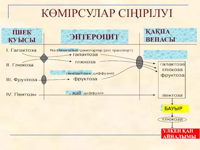 КӨМIРСУЛАР СIҢIРІЛУI IШЕК КУЫСЫ ЭНТЕРОЦИТ ҚАҚПА ВЕНАСЫ БАУЫР ҮЛКЕН ҚАН АЙНАЛЫМЫ жай жеңілдетілген г глюкозалық