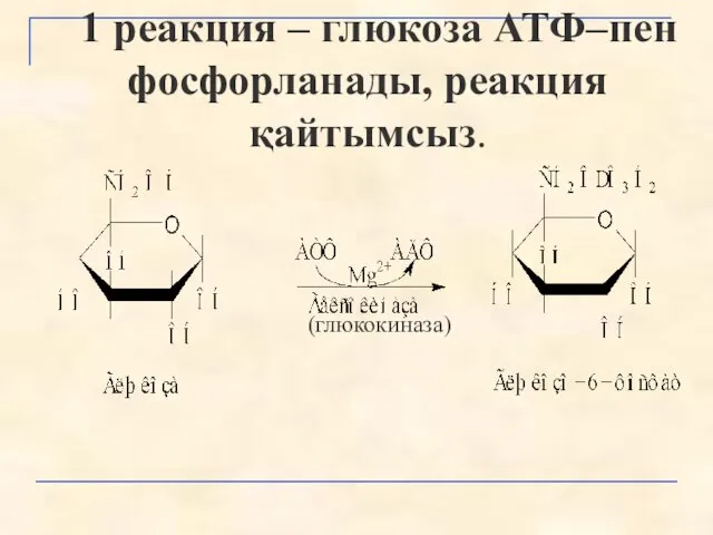 1 реакция – глюкоза АТФ–пен фосфорланады, реакция қайтымсыз. (глюкокиназа)