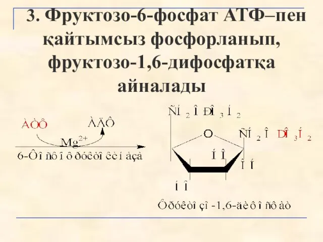 3. Фруктозо-6-фосфат АТФ–пен қайтымсыз фосфорланып, фруктозо-1,6-дифосфатқа айналады