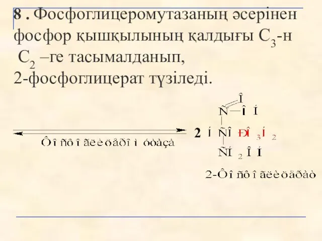 8 . Фосфоглицеромутазаның әсерінен фосфор қышқылының қалдығы С3-н С2 –ге тасымалданып, 2-фосфоглицерат түзіледі. 2