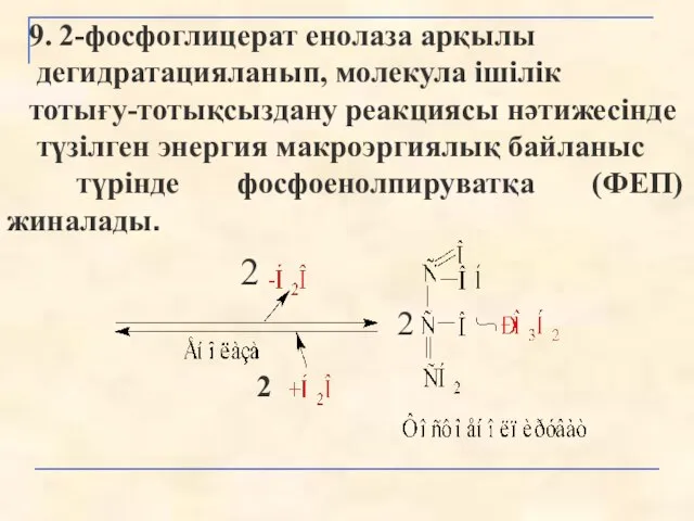 9. 2-фосфоглицерат енолаза арқылы дегидратацияланып, молекула ішілік тотығу-тотықсыздану реакциясы нәтижесінде түзілген