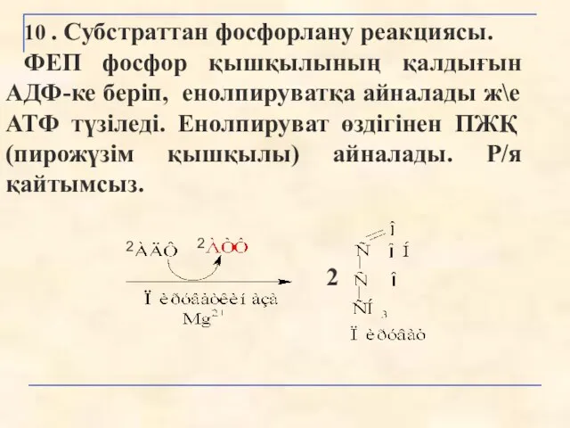 10 . Субстраттан фосфорлану реакциясы. ФЕП фосфор қышқылының қалдығын АДФ-ке беріп,