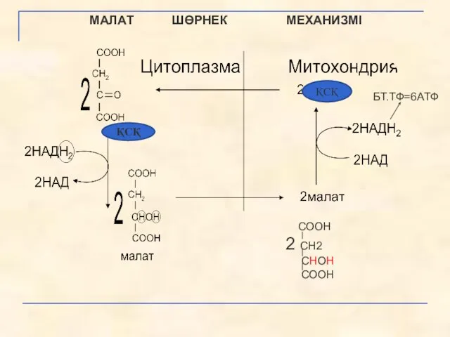 МАЛАТ ШӨРНЕК МЕХАНИЗМІ СООН 2 СН2 СНОН СООН БТ.ТФ=6АТФ ҚСҚ ҚСҚ