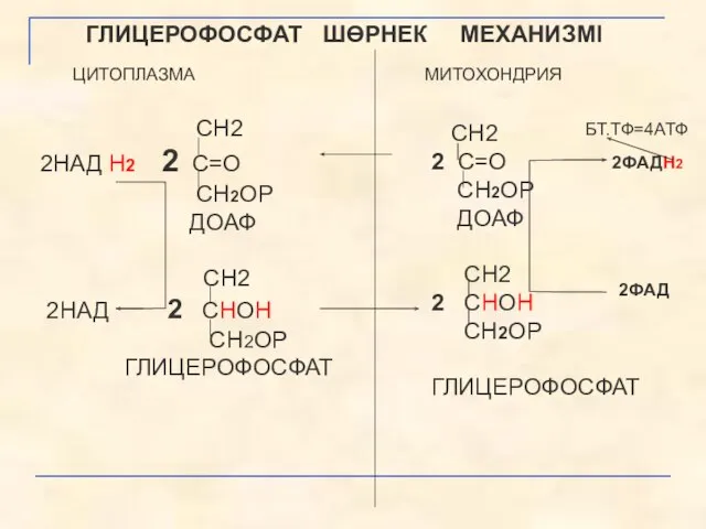 ГЛИЦЕРОФОСФАТ ШӨРНЕК МЕХАНИЗМІ СН2 2НАД Н2 2 С=О СН2ОР ДОАФ СН2