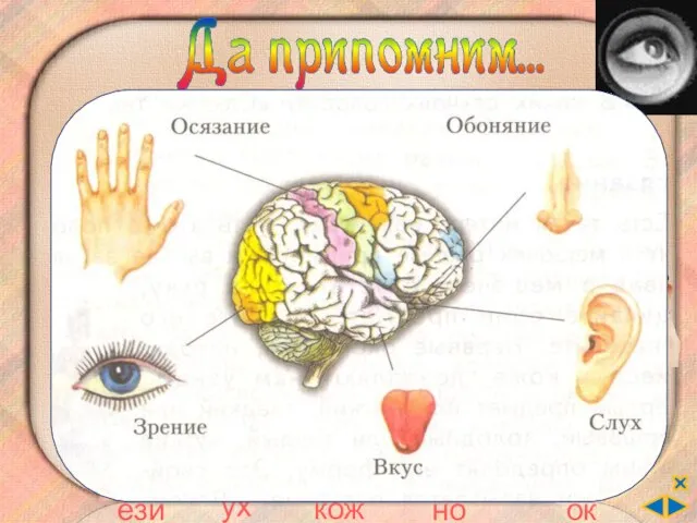 Свържи петте сетива така, че да е вярно. осезание вкус зрение