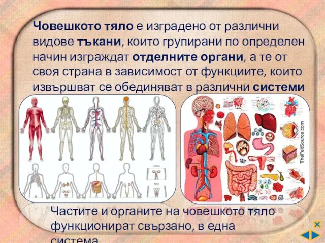 Човешкото тяло е изградено от различни видове тъкани, които групирани по