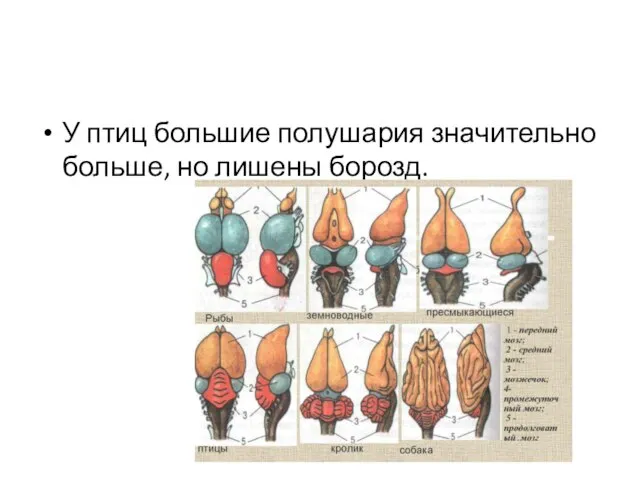 У птиц большие полушария значительно больше, но лишены борозд.