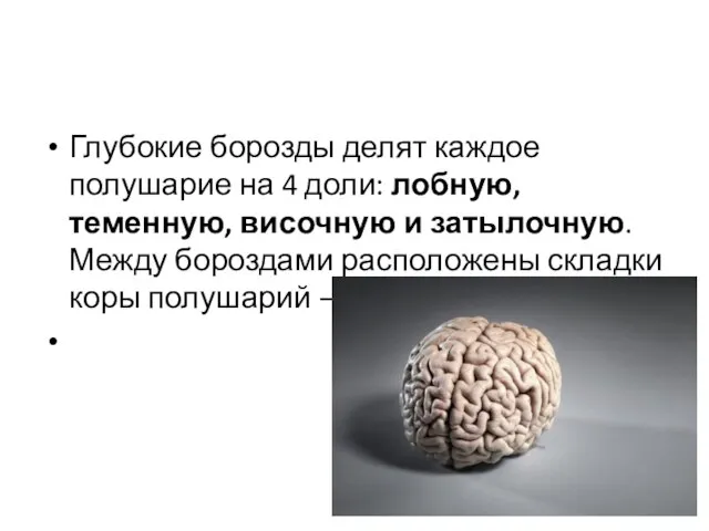 Глубокие борозды делят каждое полушарие на 4 доли: лобную, теменную, височную