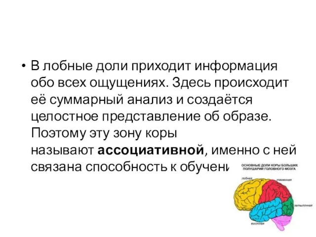 В лобные доли приходит информация обо всех ощущениях. Здесь происходит её