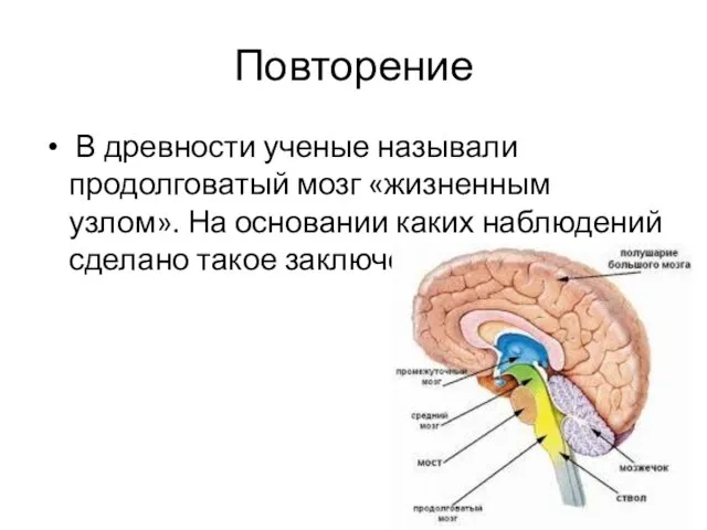 Повторение В древности ученые называли продолговатый мозг «жизненным узлом». На основании каких наблюдений сделано такое заключение?