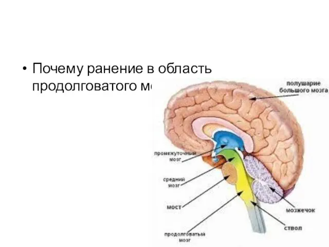 Почему ранение в область продолговатого мозга смертельно?