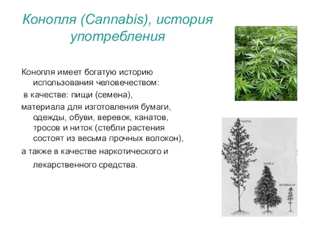 Конопля (Cannabis), история употребления Конопля имеет богатую историю использования человечеством: в