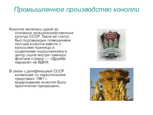 Промышленное производство конопли Конопля являлась одной из основных сельскохозяйственных культур СССР.