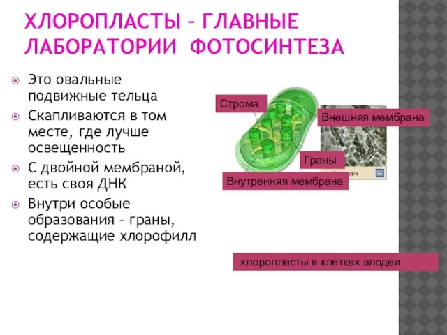 ХЛОРОПЛАСТЫ – ГЛАВНЫЕ ЛАБОРАТОРИИ ФОТОСИНТЕЗА Это овальные подвижные тельца Скапливаются в