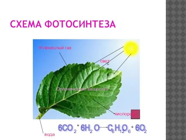 СХЕМА ФОТОСИНТЕЗА Углекислый газ вода кислород свет свет Органические вещества 6СО