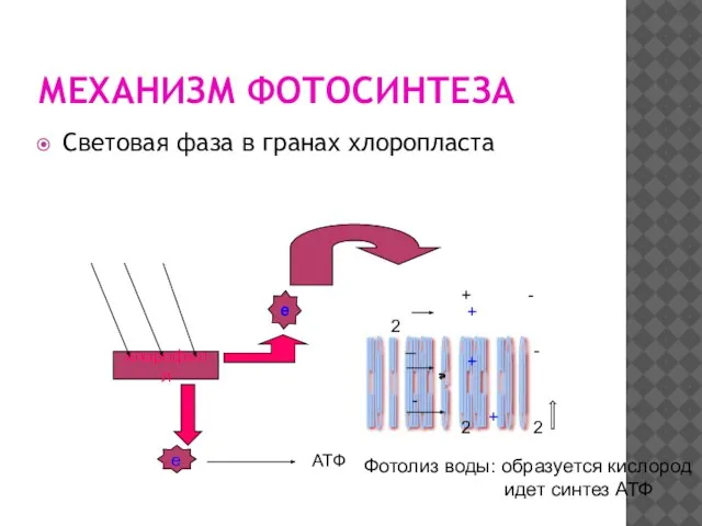 МЕХАНИЗМ ФОТОСИНТЕЗА Световая фаза в гранах хлоропласта хлорофилл е е АТФ