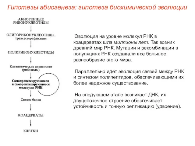 Эволюция на уровне молекул РНК в коацерватах шла миллионы лет. Так