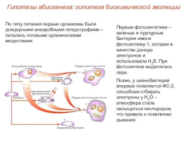Первые фотосинтетики – зеленые и пурпурные бактерии имели фотосистему-1, которая в