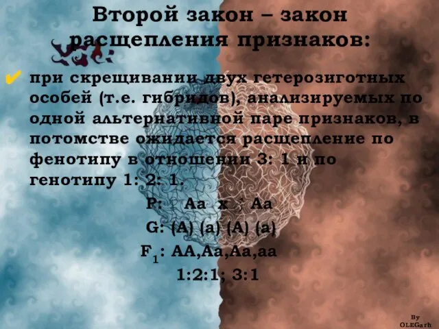 Второй закон – закон расщепления признаков: при скрещивании двух гетерозиготных особей