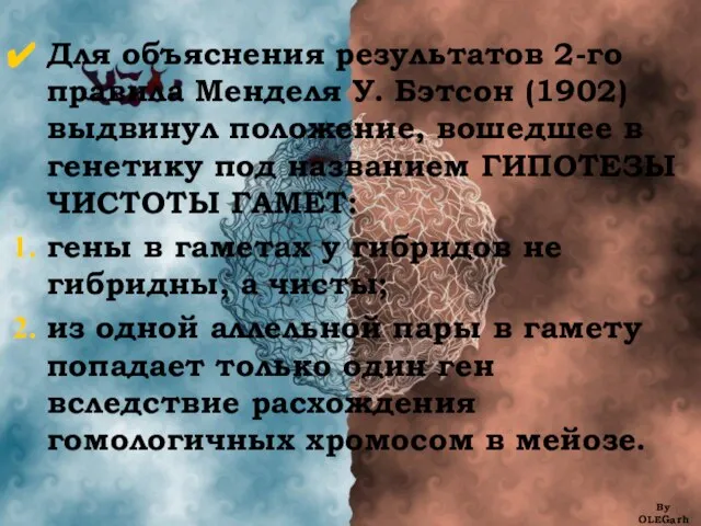 Для объяснения результатов 2-го правила Менделя У. Бэтсон (1902) выдвинул положение,