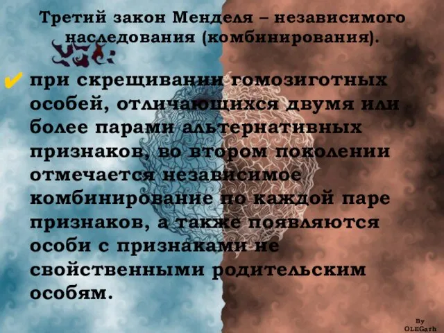 Третий закон Менделя – независимого наследования (комбинирования). при скрещивании гомозиготных особей,