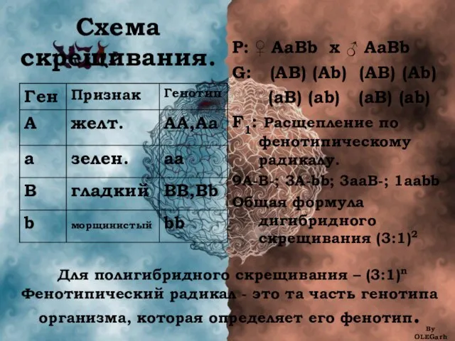 Схема скрещивания. By OLEGarh P: ♀ AaBb x ♂ AaBb G: