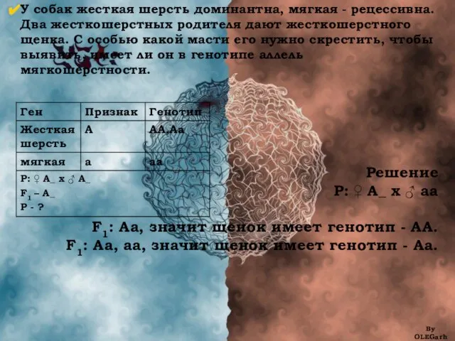 У собак жесткая шерсть доминантна, мягкая - рецессивна. Два жесткошерстных родителя