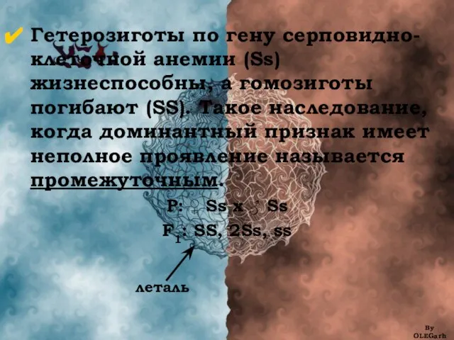 Гетерозиготы по гену серповидно-клеточной анемии (Ss) жизнеспособны, а гомозиготы погибают (SS).