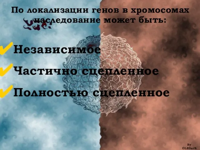 По локализации генов в хромосомах наследование может быть: Независимое Частично сцепленное Полностью сцепленное By OLEGarh