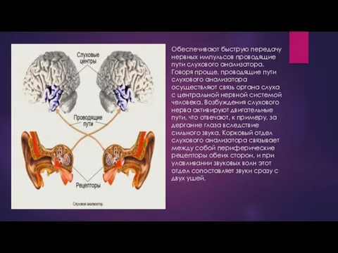 Обеспечивают быструю передачу нервных импульсов проводящие пути слухового анализатора. Говоря проще,