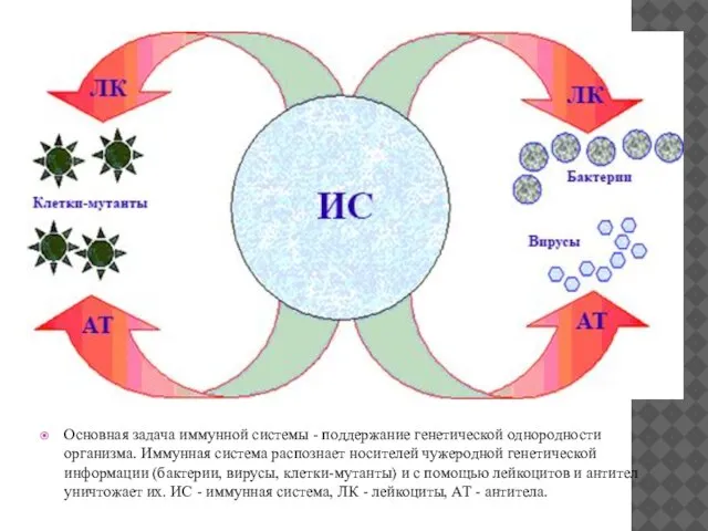 Основная задача иммунной системы - поддержание генетической однородности организма. Иммунная система