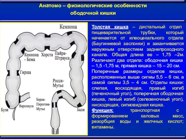 Анатомо – физиологические особенности ободочной кишки Толстая кишка – дистальный отдел