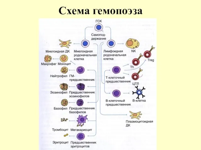 Схема гемопоэза