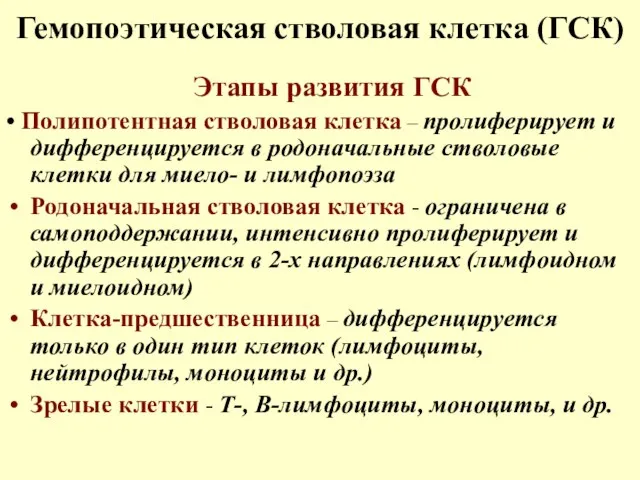 Гемопоэтическая стволовая клетка (ГСК) Этапы развития ГСК • Полипотентная стволовая клетка