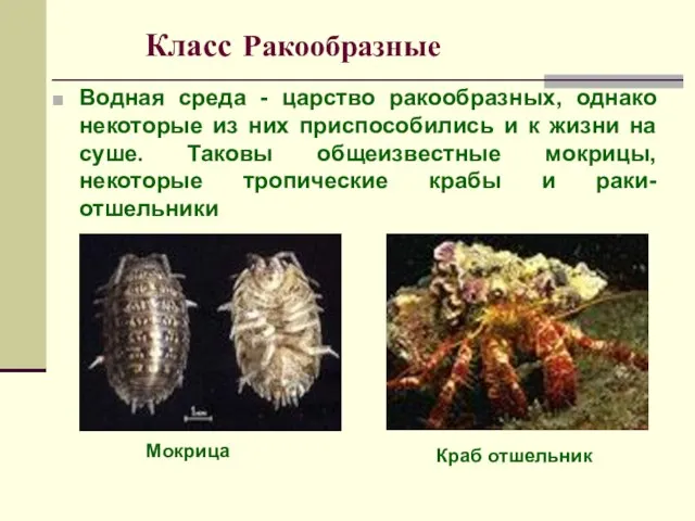 Класс Ракообразные Водная среда - царство ракообразных, однако некоторые из них