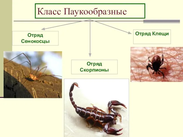 Класс Паукообразные Отряд Сенокосцы Отряд Скорпионы Отряд Клещи