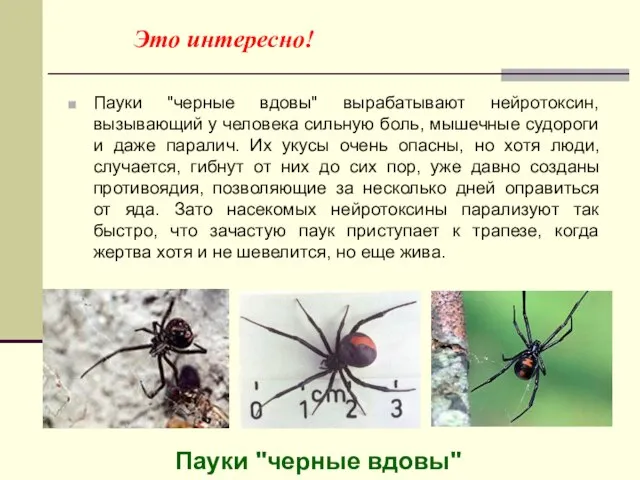 Это интересно! Пауки "черные вдовы" вырабатывают нейротоксин, вызывающий у человека сильную