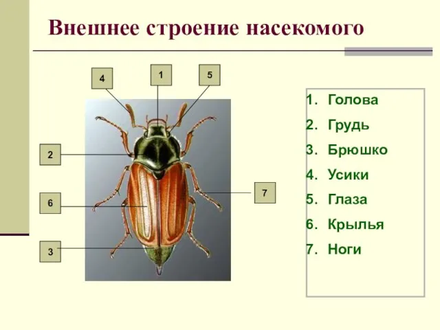 Внешнее строение насекомого Голова Грудь Брюшко Усики Глаза Крылья Ноги 7