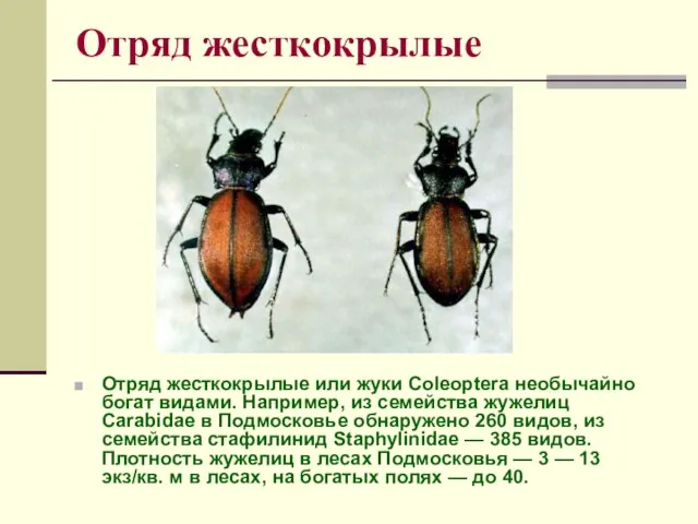 Отряд жесткокрылые Отряд жесткокрылые или жуки Coleoptera необычайно богат видами. Например,