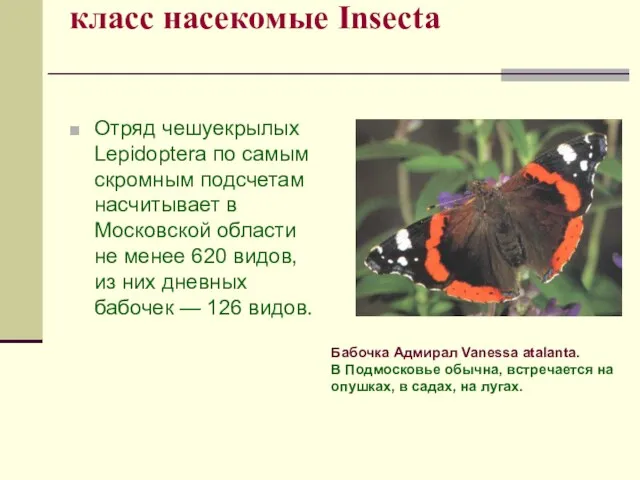 класс насекомые Insecta Отряд чешуекрылых Lepidoptera по самым скромным подсчетам насчитывает