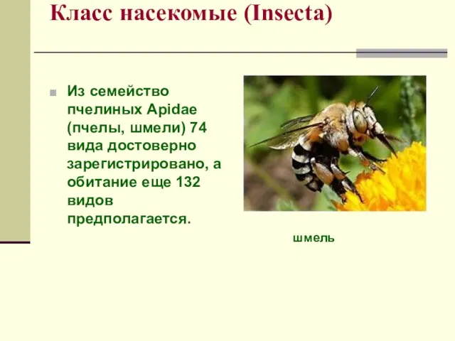 Класс насекомые (Insecta) Из семейство пчелиных Apidae (пчелы, шмели) 74 вида