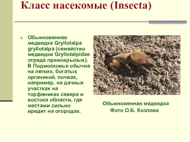 Класс насекомые (Insecta) Обыкновенная медведка Gryllotalpa gryllotalpa (семейство медведки Gryllotalpidae отряда