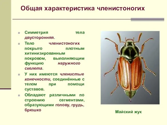 Симметрия тела двусторонняя. Тело членистоногих покрыто плотным хитинизированным покровом, выполняющим функцию